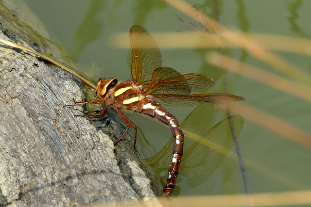 Brown Hawker f ovipositing (Aeshna grandis) 01