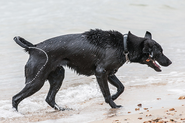 Wet dog!