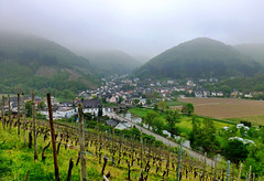 DE - Rech - Misty morning in the vineyards