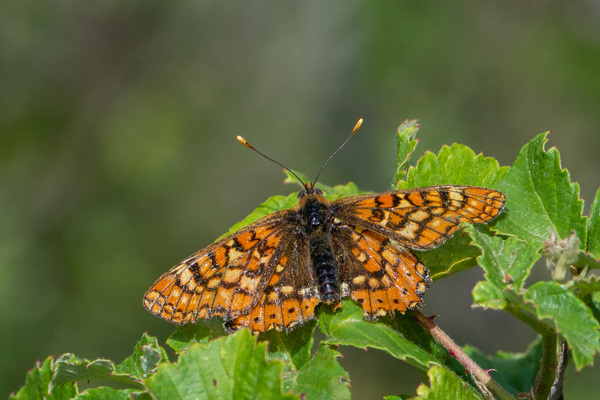 Spanish Fritillary-DSA1422