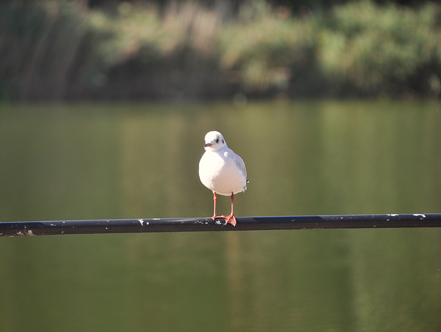 Baie de Somme HFF