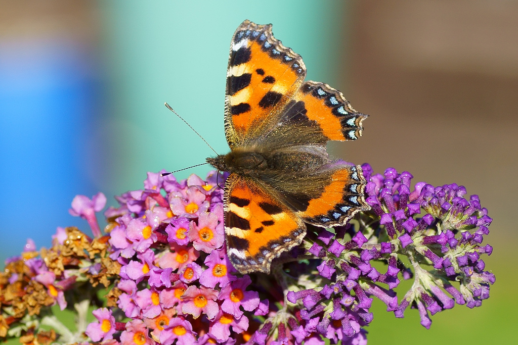 Aglais urticae auf Sommerflieder