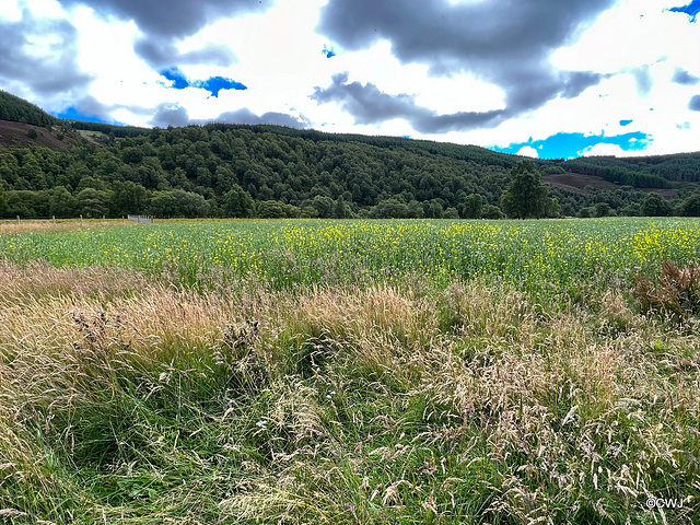 Rape in flower near Shenachie