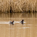 Little grebes