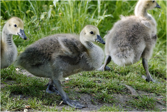 IMG 9526-CR3 DxO DeepPRIMEGoslings