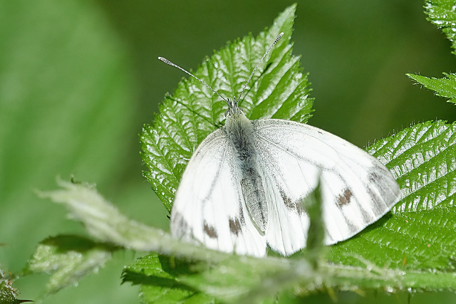 Green-Veined White - Pieris napi