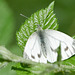 Green-Veined White - Pieris napi