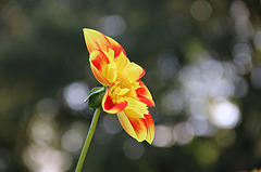 Herbstblumen blühen