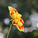 Herbstblumen blühen
