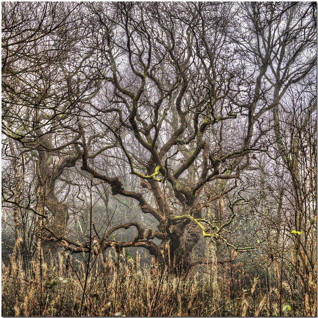 Hampstead Heath