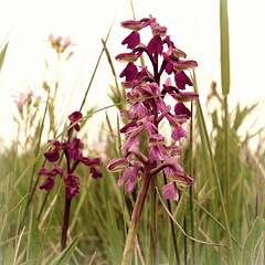 l'Orchis bouffon,
