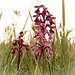 l'Orchis bouffon,