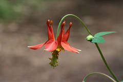 Sitka Columbine