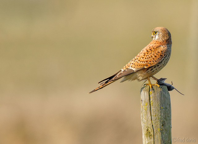 Faucon crécerelle après la chasse