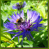 Centaurea montana