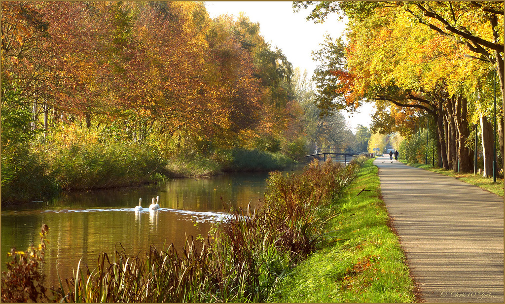 Swan Swimming Time...