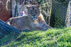 Lioness2