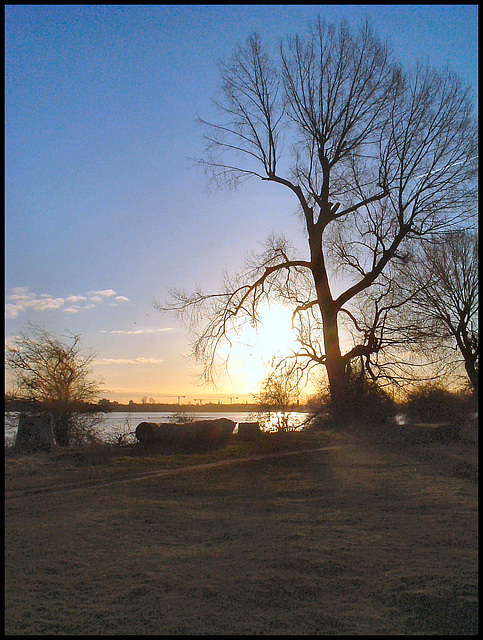 tree in the January dawn