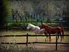 HFF with Horses !