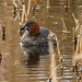 Little grebe