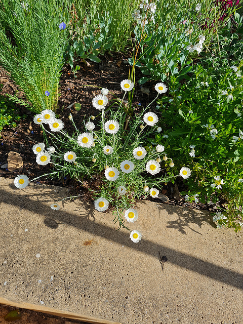 Paper daisies