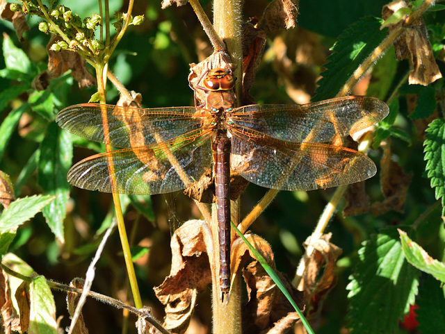 Brown Hawker f (Aeshna grandis) 05-09-2012 01