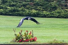 20140926 5410VRAw [D~SFA] Andenkondor, Vogelpark, Walsrode