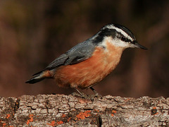 Red-breasted Nuthatch