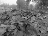 Fallen leaves of platanus