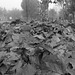 Fallen leaves of platanus