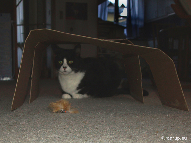 Snow White lurking under her cardboard canopy