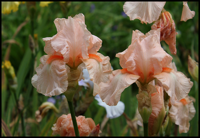 Libellule Rose (5)