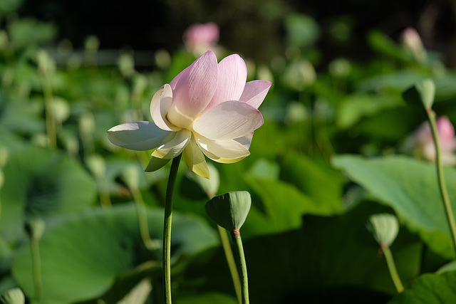 MOUGINS: Etang de Fontmerle. 11