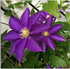 Clematis