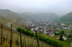 DE - Dernau - Misty morning in the vineyards