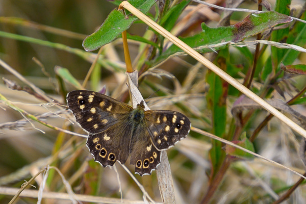 Speckled Wood-DSD0011