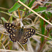 Speckled Wood-DSD0011