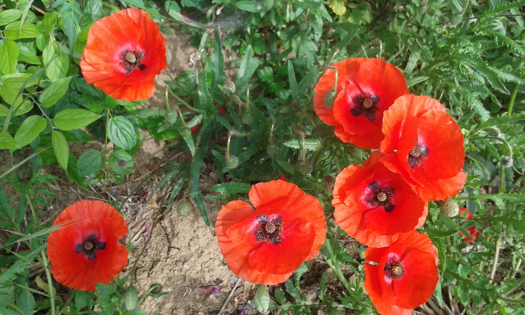 coquelicots tout rouge