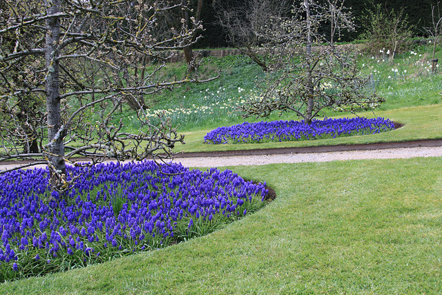 Blue planting