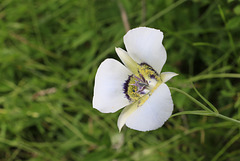 Gunnison's Mariposa Lily