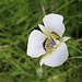 Gunnison's Mariposa Lily