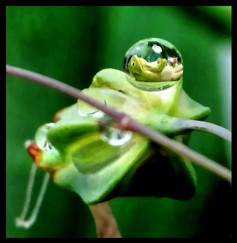 A funny frog: "My weather..." ©UdoSm