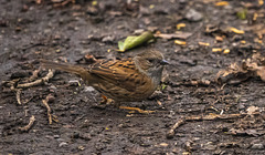 Dunnock