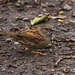 Dunnock