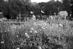 Poppies