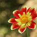 Herbstblumen blühen