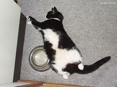 Snow White relaxed by the food bowl