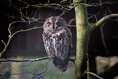 20160303 0142VRAw [D~BI] Waldkauz (Strix aluco), Tierpark Olderdissen, Bielefeld