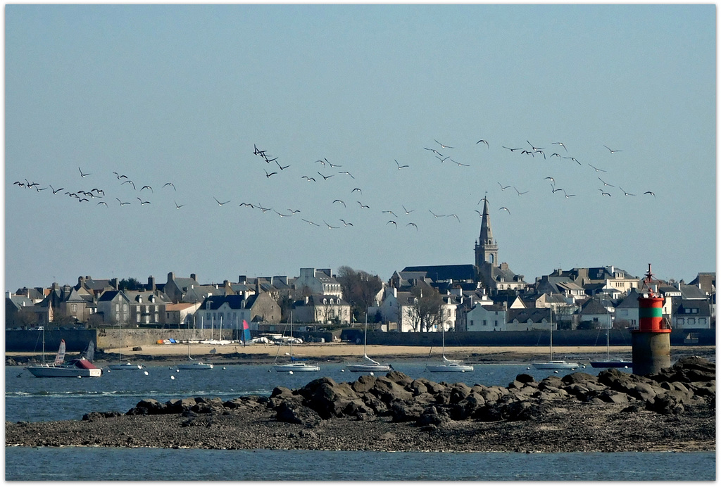 les oies bernaches en plein ravitaillement,