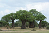 Tarangire, Four Baobabs